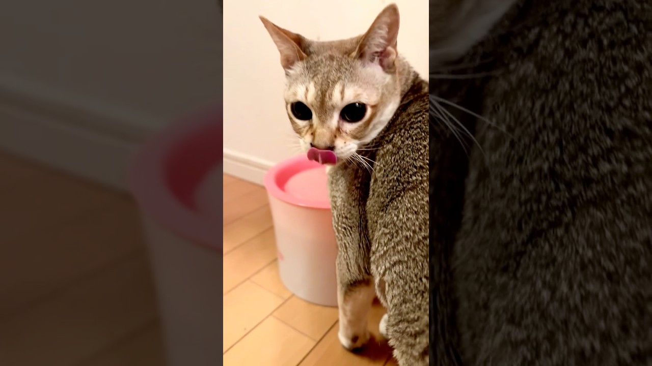 お水を飲んでいるたぬき猫の頭をペロペロしちゃうシンガプーラなのにゃ♪ #cat #シンガプーラ #トンキニーズ#たぬき猫#singapura#tonkinese