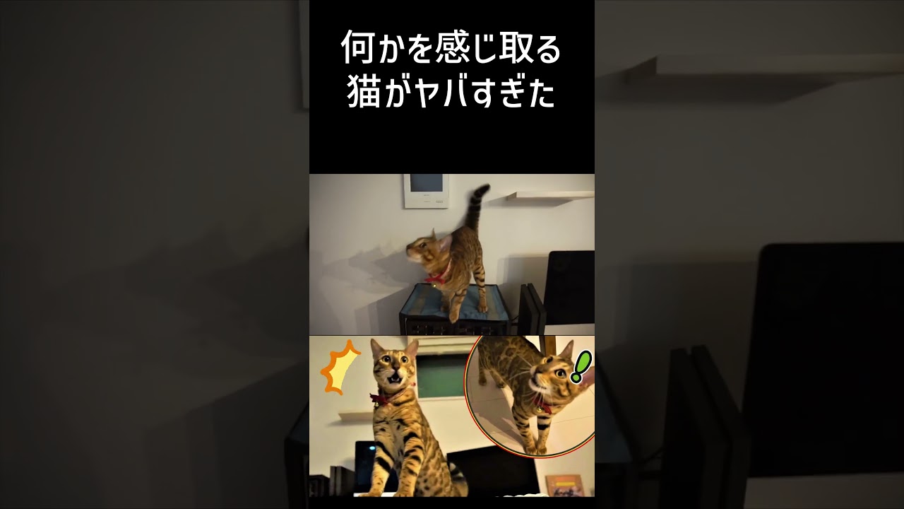 【ベンガル猫】天井を見て恐がる猫が見た物とは… #shorts