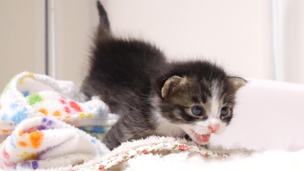 トイレから出られなくなった子猫がママに助けを求める？【赤ちゃん猫　保護猫】