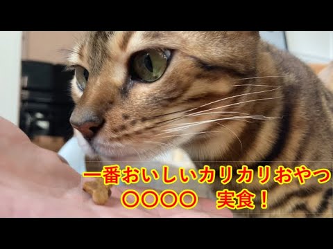 お手する猫と、カリカリを食うおじさん。【ねこ缶レビュアーズ】１話