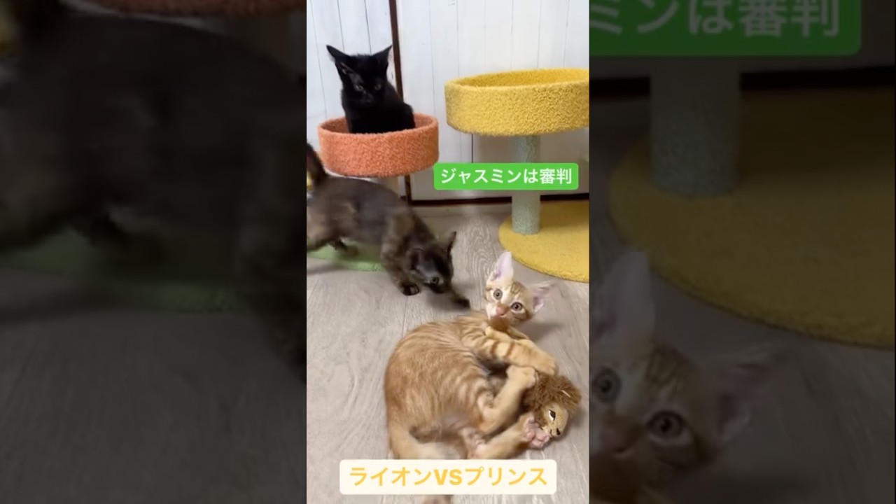 ライオンVSプリンス君　成長日記は関連動画へ　#保護猫 #子猫　#kitten