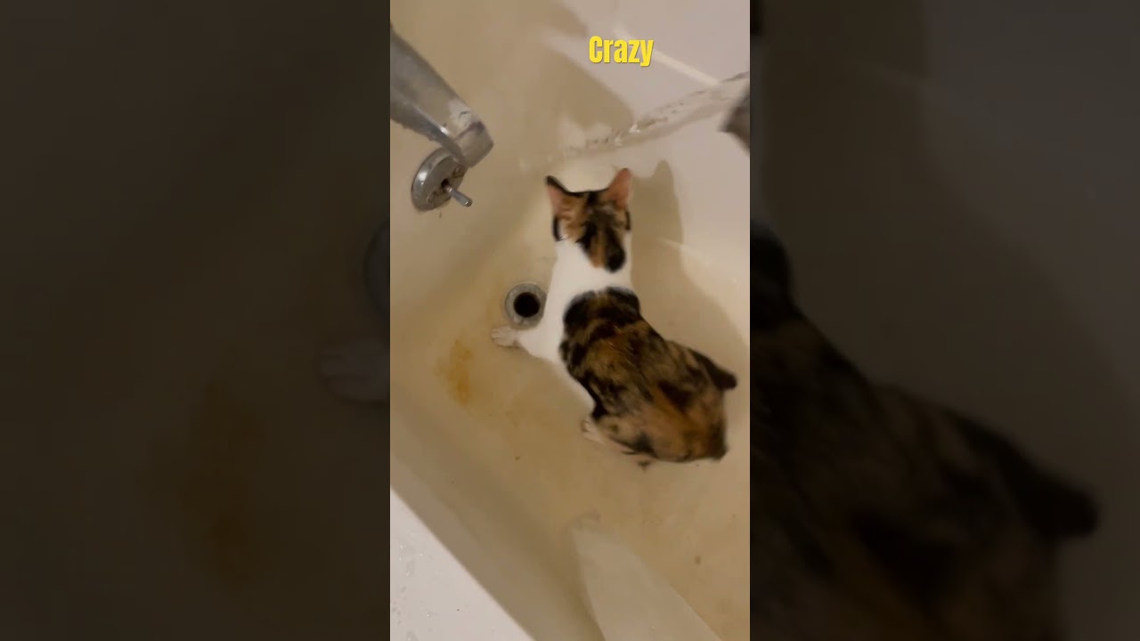 Crazy kitten manx  #kitten #manx #funnyvideo #funnycats #cutecat #cute #cat #cuteanimal #pets