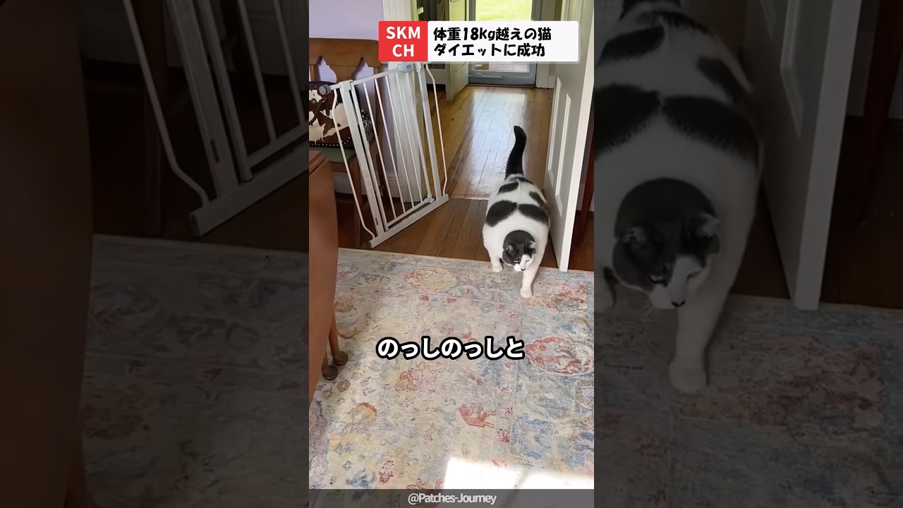 太り過ぎて18kgを超えた猫ちゃんダイエットに成功