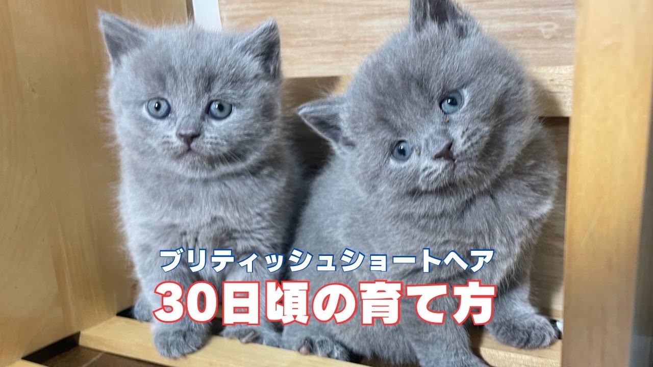 【2025.1.17生】ブリティッシュショートヘア子猫