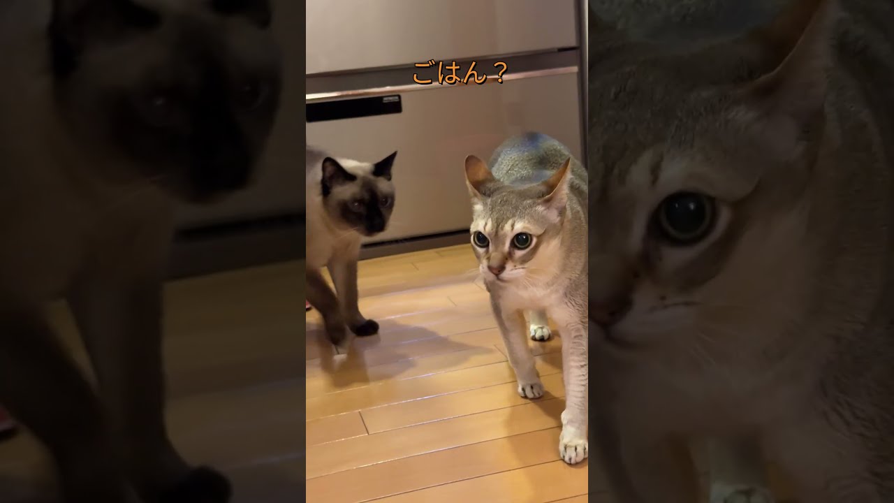 台所でそわそわウロウロごはん待ちをしているたぬき猫とシンガプーラなのにゃ♪#cat #シンガプーラ #トンキニーズ#たぬき猫#singapura#tonkinese