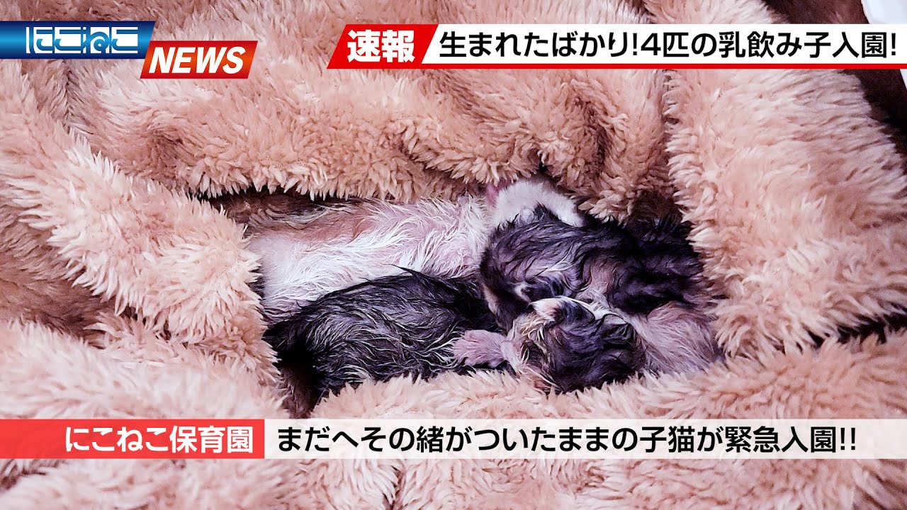 【にこねこ速報】また…！？生まれたばかりの乳飲み子4匹が入園しました