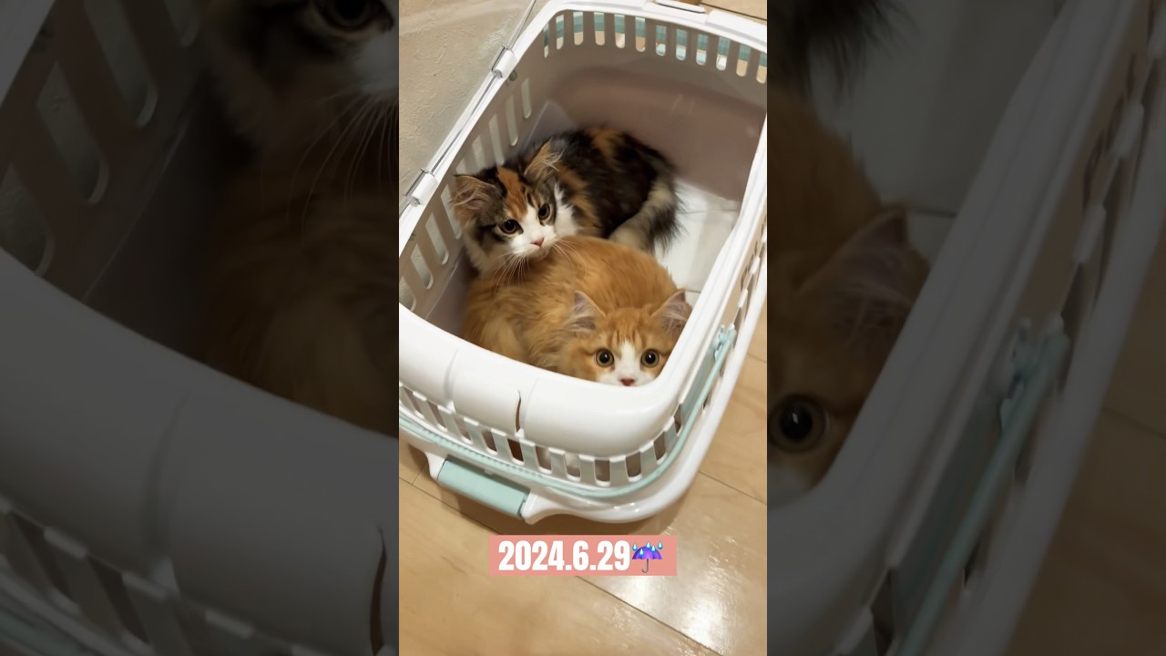 【vlog】2024.6.29今日のねこ #今日のねこ #子猫  #マンチカン #cat #猫のいる暮らし  #ねこ #猫 #vlog #munchkin #猫好きさんと繋がりたい #kitten