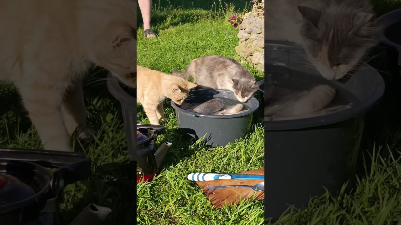 What a catch! #cat #cute #funnycats #kitten