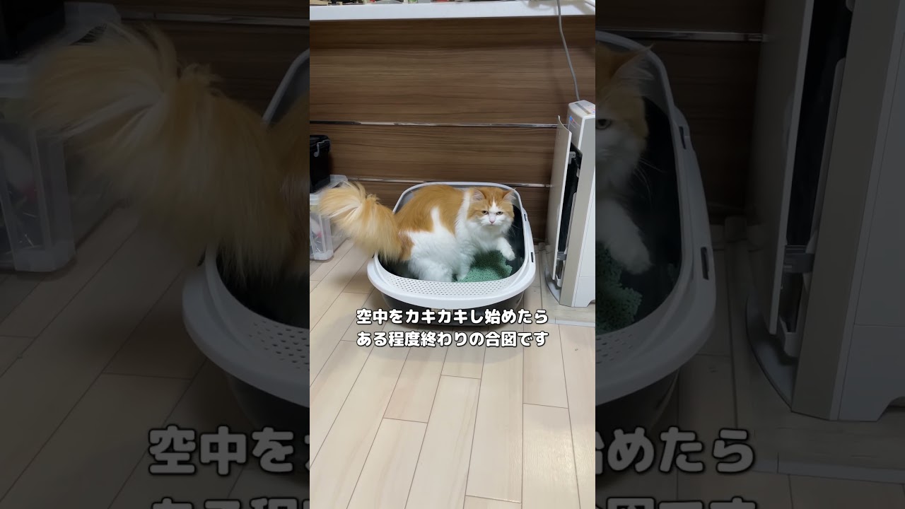 【長毛種あるある】猫のう◯ちルーティン🐾#サイベリアン #cat #猫 #猫のいる暮らし