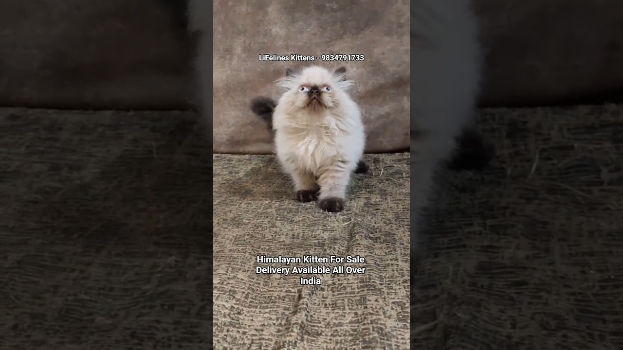 Himalayan Kitten For Sale in Pune #himalayancat #bangalore #bandra #blueeyes #kitten #forsale #india