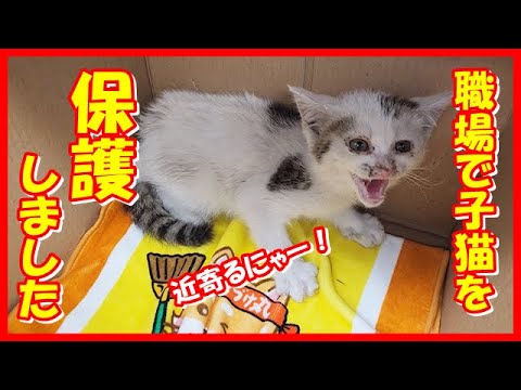 【職場で子猫を保護しました】私の働いている職場で、子猫が突然現れて、保護することになりました。