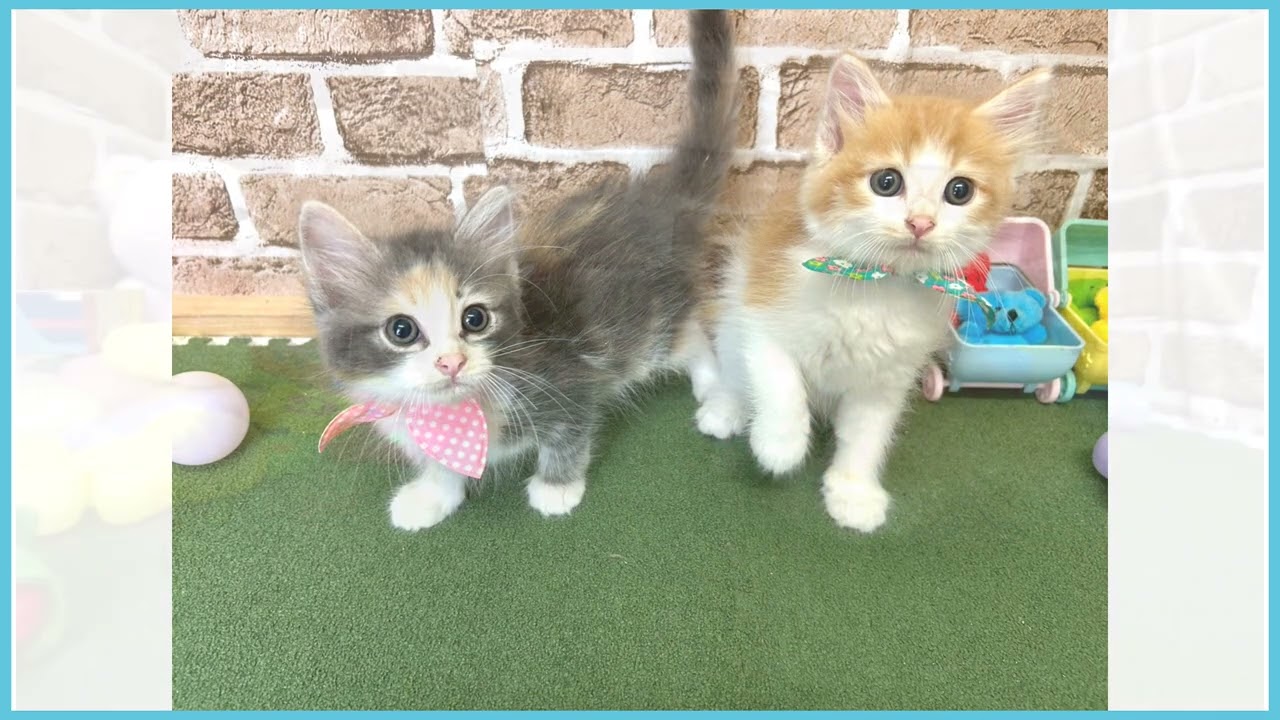 720953 ノルウェージャン・フォレストキャット