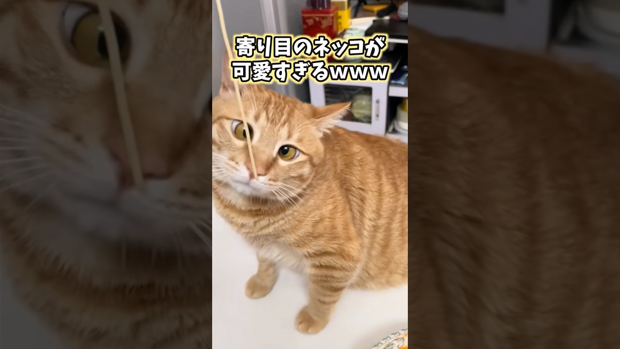 ネッコの可愛すぎてニヤける動画まとめwww #猫 #猫のいる暮らし #猫動画 #ねこ #可愛い #かわいい #癒し #ペット #動物 #2ch #shorts