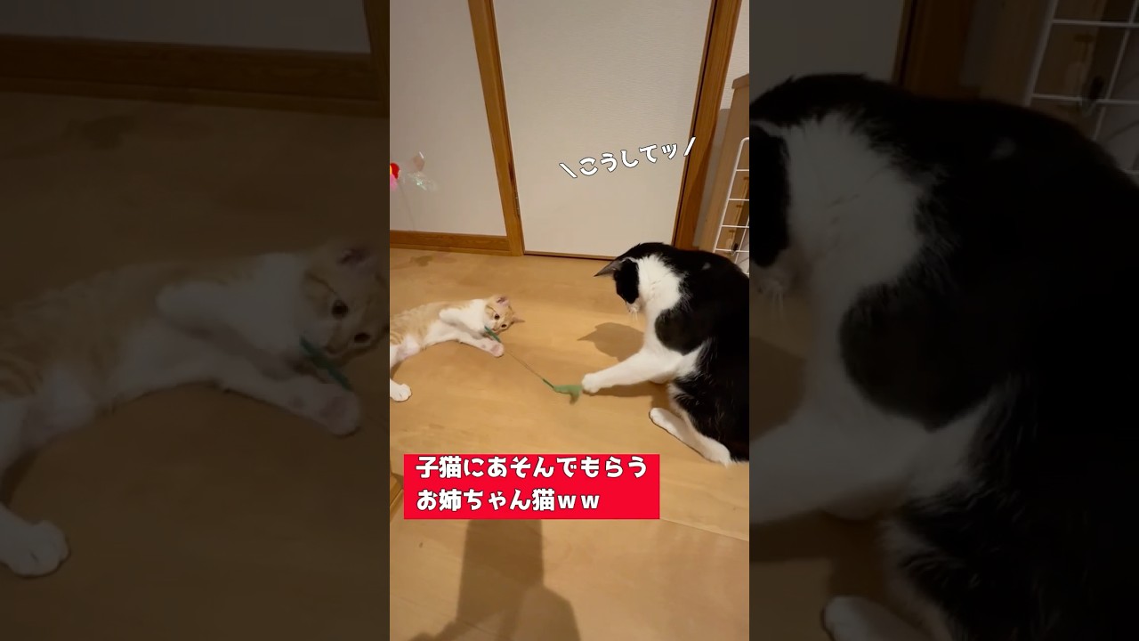 【ほのぼの♡】子猫に遊んでもらう先住猫お姉ちゃんww　#子猫 #子猫保護 #保護猫  #子ネコ #かわいい猫