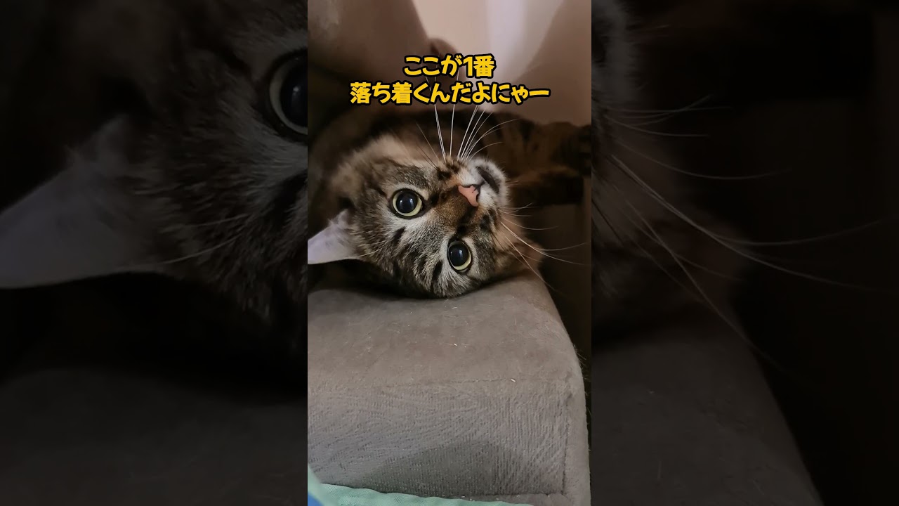 猫があなたに伝えたい「ごめんね」と「ありがとう」 #猫動画 #cat #猫のいる暮らし #猫のいる生活 #ねこたんの解説 #ねこのいる幸せ
