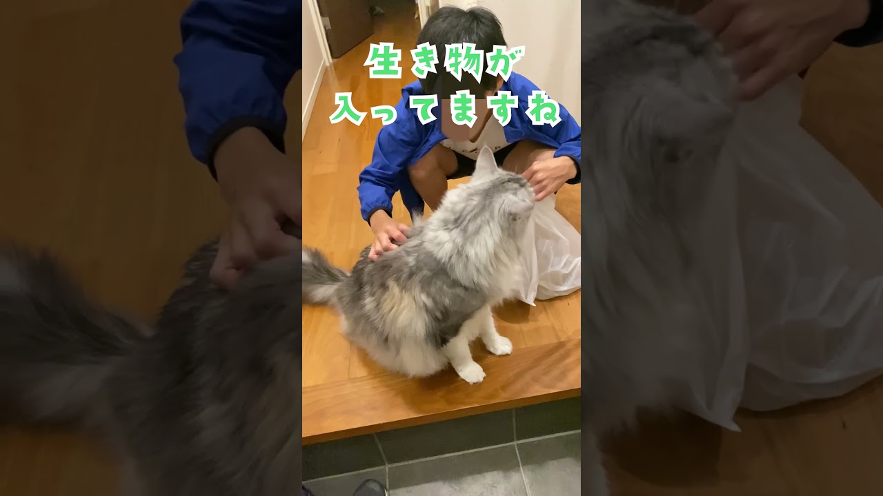 玄関で帰ってきた少年の持ち物を厳しくチェックする大型猫#メインクーン#shorts
