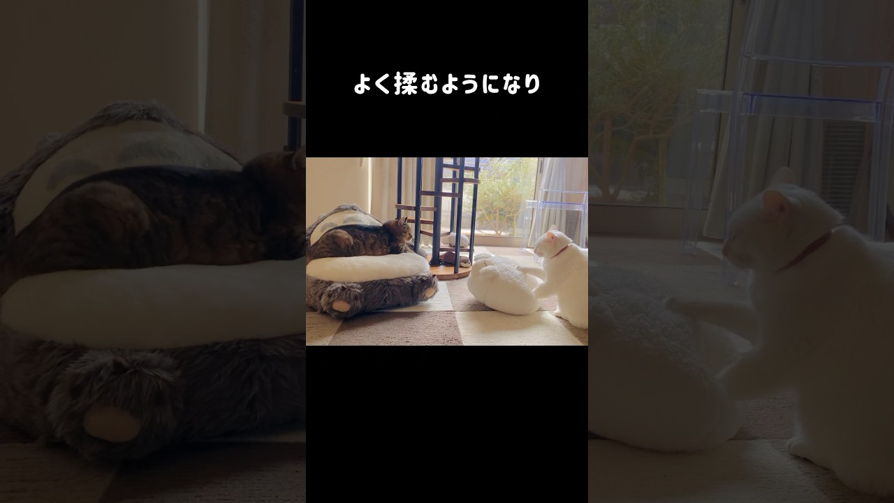 駐車場で拾った子猫ミルコの成長記録🐱先住猫に可愛がれて育つと…10年後こうなります#shorts