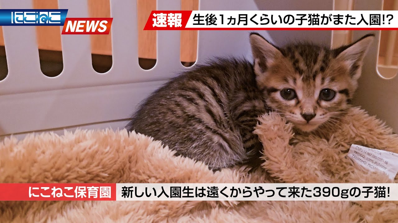 【にこねこ速報】なななんと...！6匹目のご入園！？