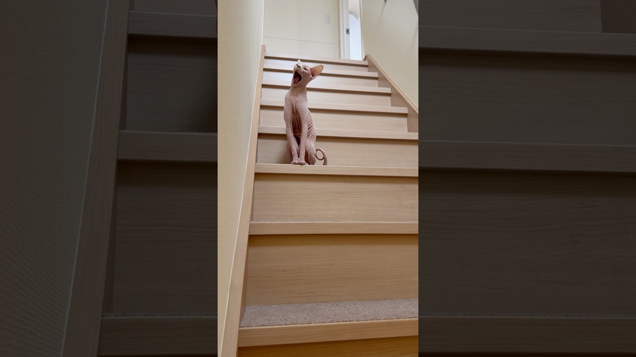 毛のない猫たちの朝【スフィンクス】