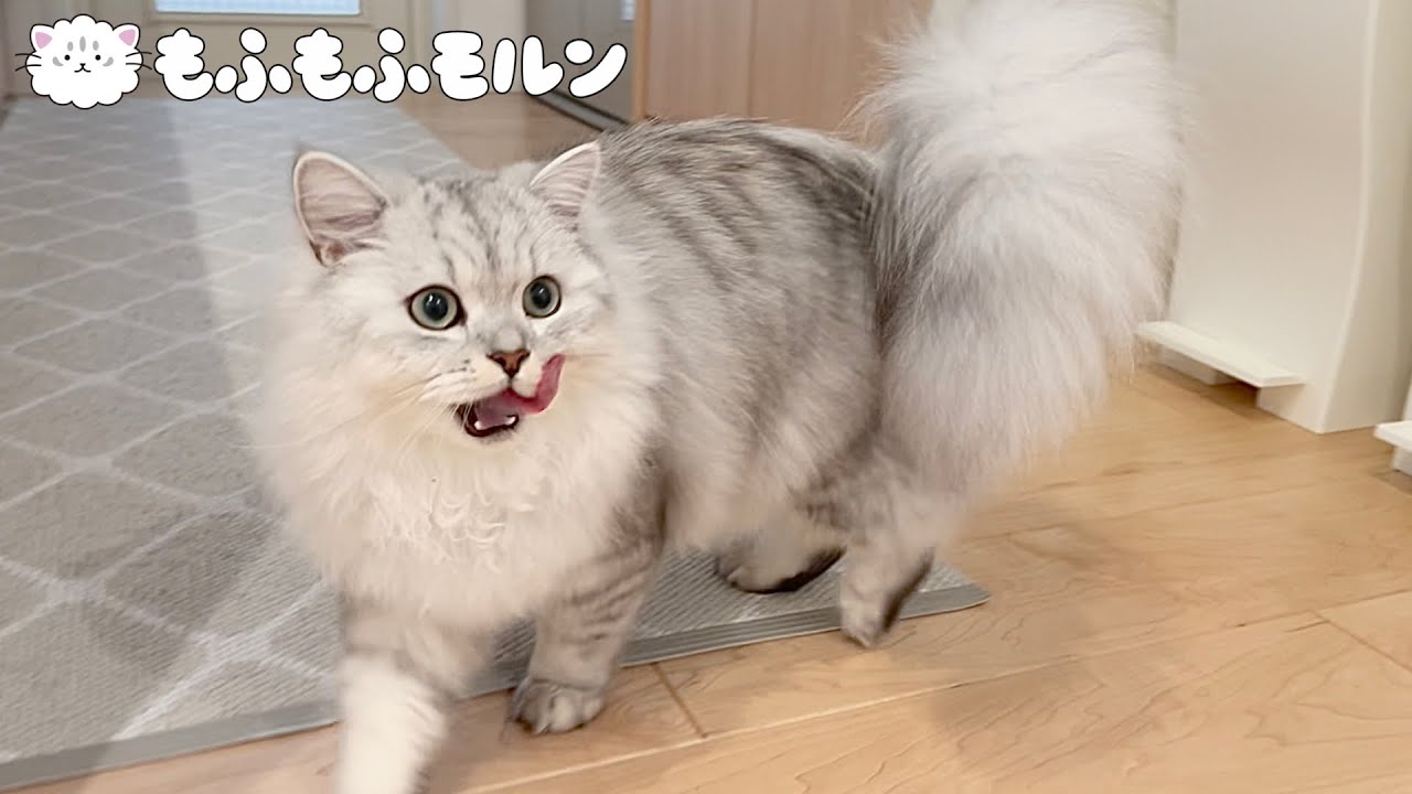 子猫が新発売のフードを試食します【サイベリアン】