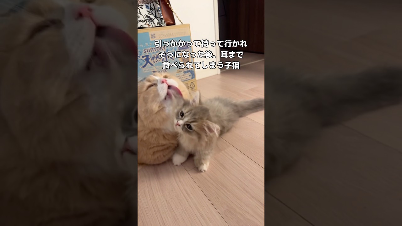 引っかかって連れていかれそうになる子猫www #子猫 #ミヌエット #マンチカン