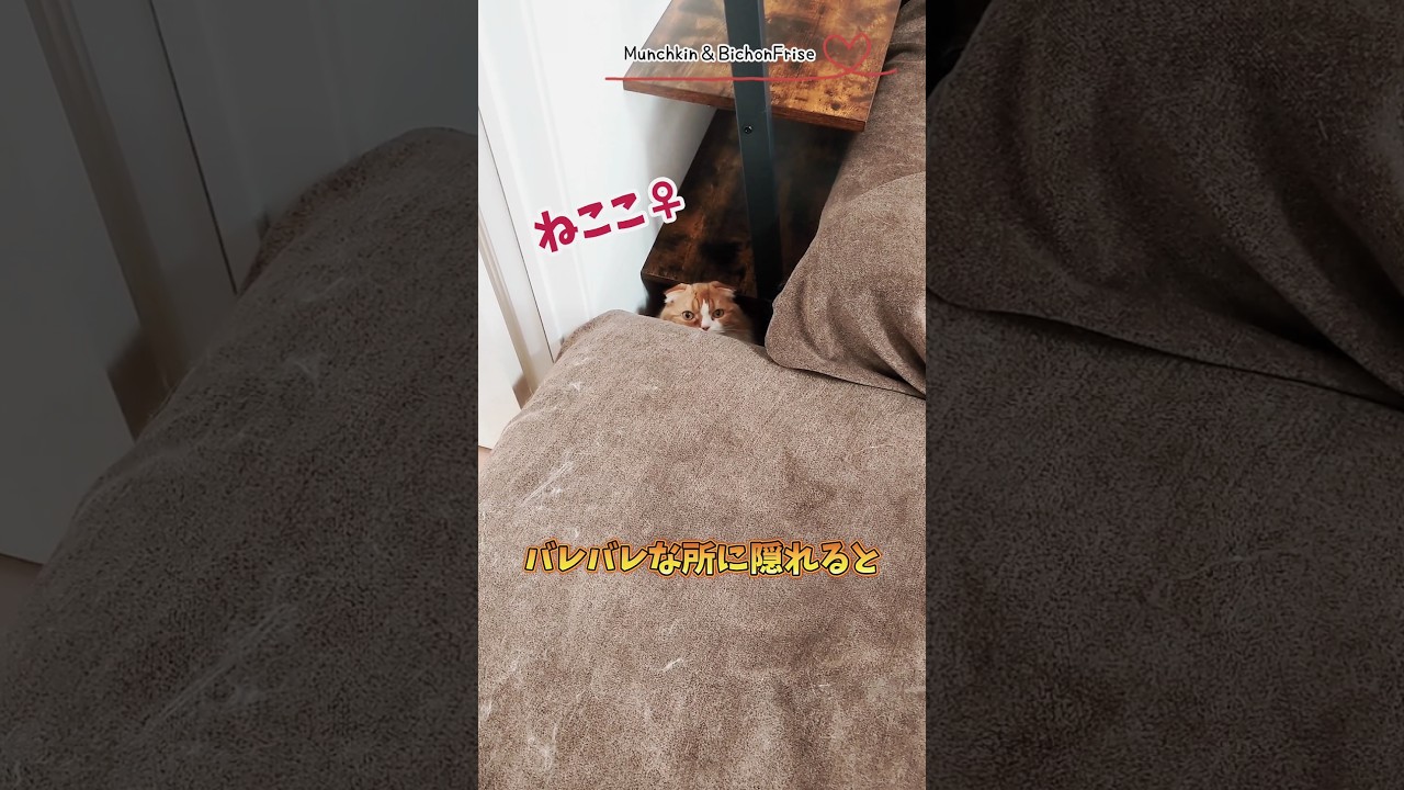 【マンチカン】バレバレなかくれんぼから飛び出す女王猫 【犬と猫、両方飼ってると毎日かわいい♥】