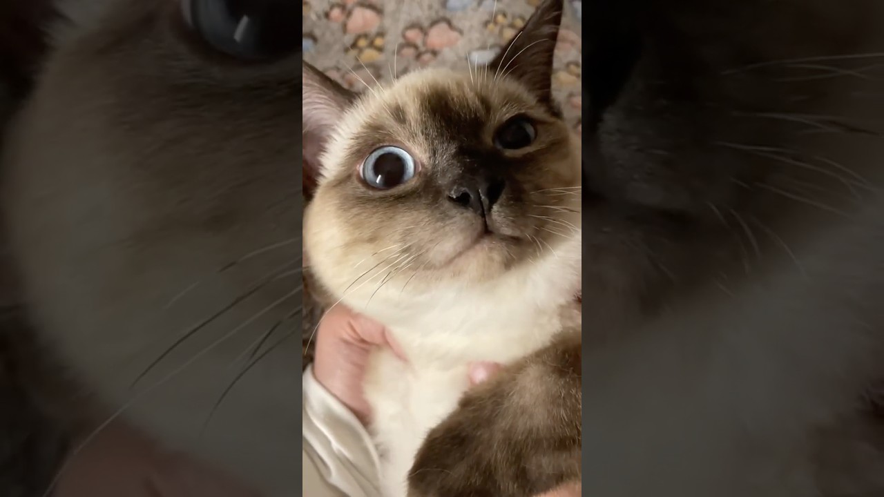 The Most Suspicious Cat😹