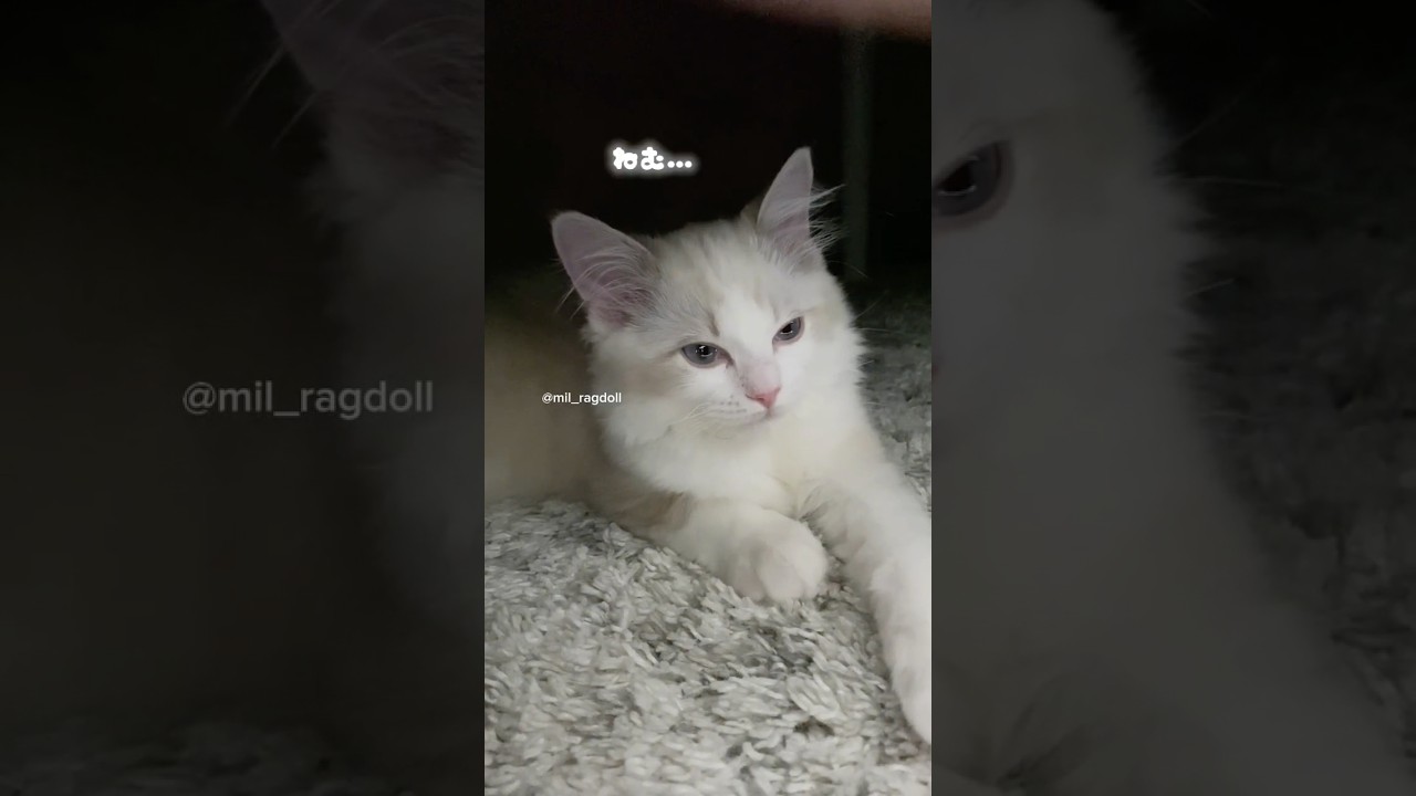 【生後3ヶ月】眠気と戦う子猫 #子猫 #ラグドール #cat #眠い猫 #猫のいる生活 #catshorts #kitten