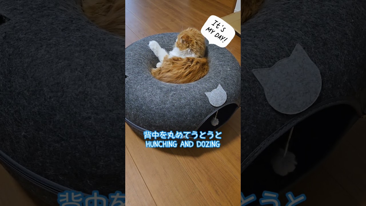 とらぞうの一日 A day in Torazo's life #猫 #ネコ #ねこ #cat #cats #猫のいる暮らし #shorts #short #スコティッシュフォールド