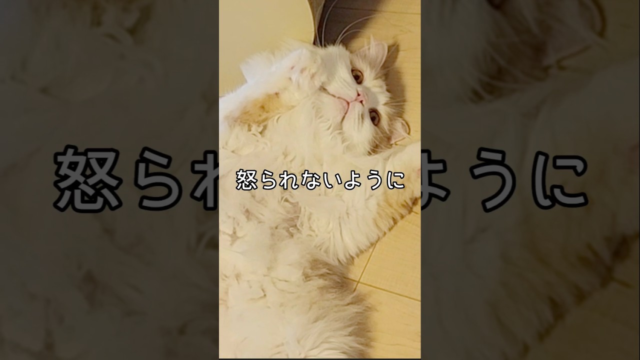 素直すぎる猫😂 #ラガマフィン #cat #癒し