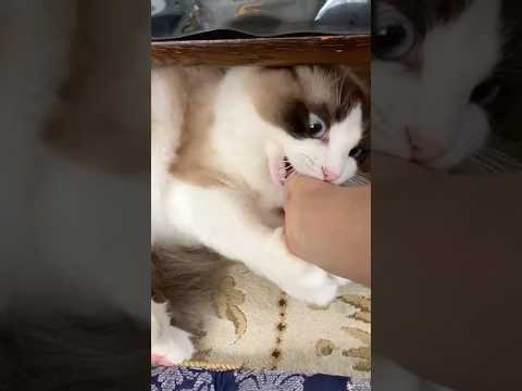 肉食動物　#猫  #cat  #ラグドール