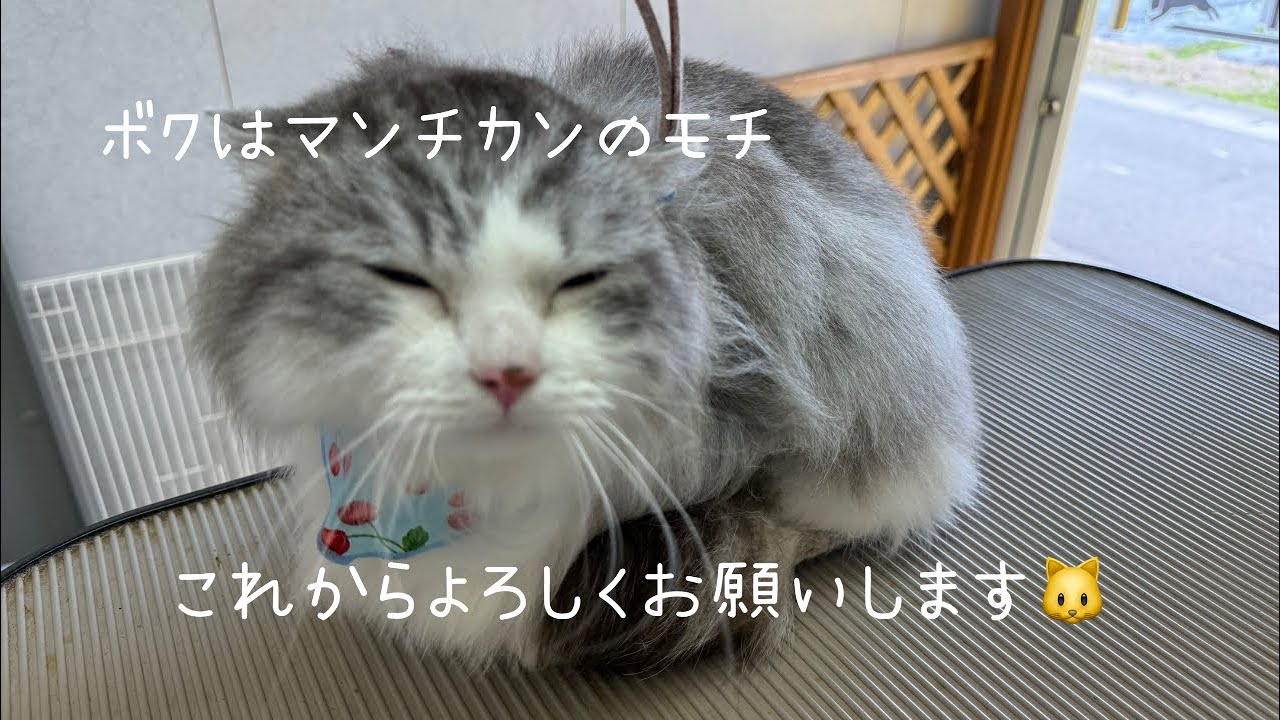 【猫紹介】ブリーダー崩壊から救出されたマンチカンのモチくん【保護猫】
