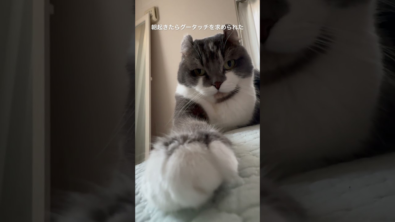 手を出しなさい #ねこのいる生活