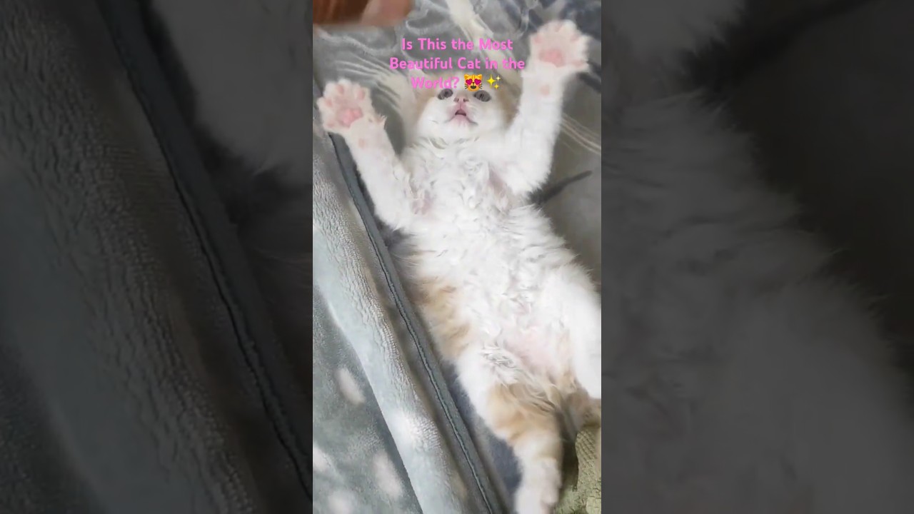 "Is Theo the Most Beautiful Cat in the World? 😻🌍 You Decide!"