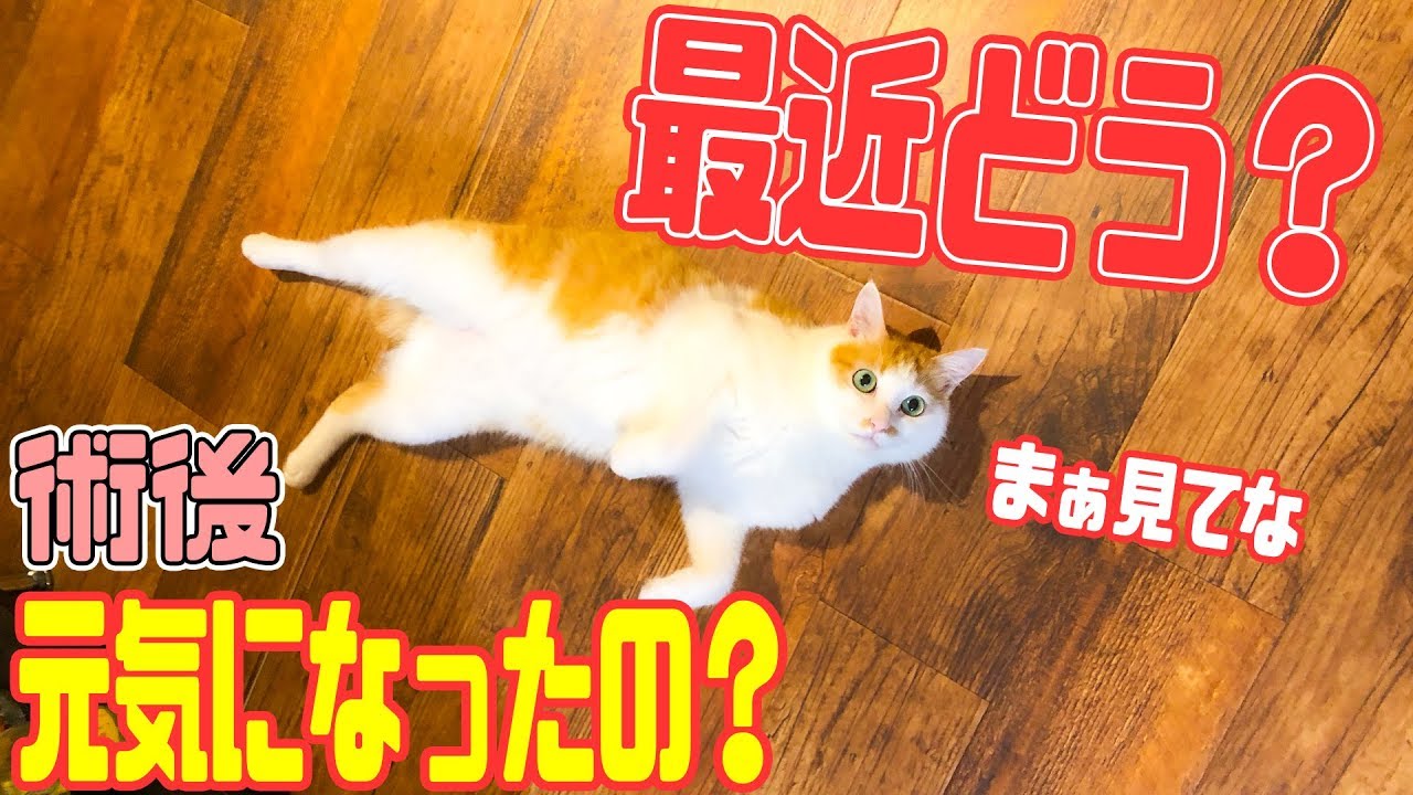 最近のニックの体調に関してご報告