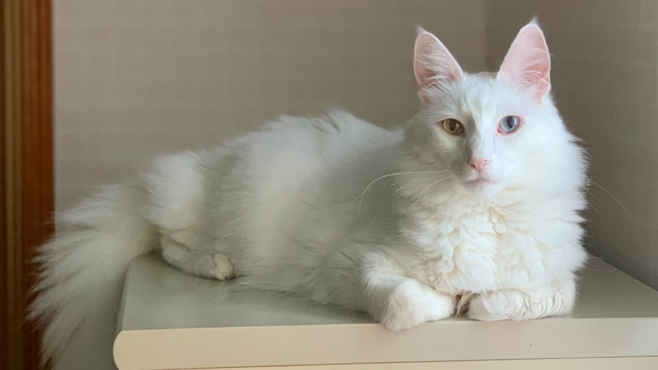 【ムー💙】みんなの憧れのお兄ちゃんムーの誕生日✨ターキッシュアンゴラとノルウェージャンフォレストキャット