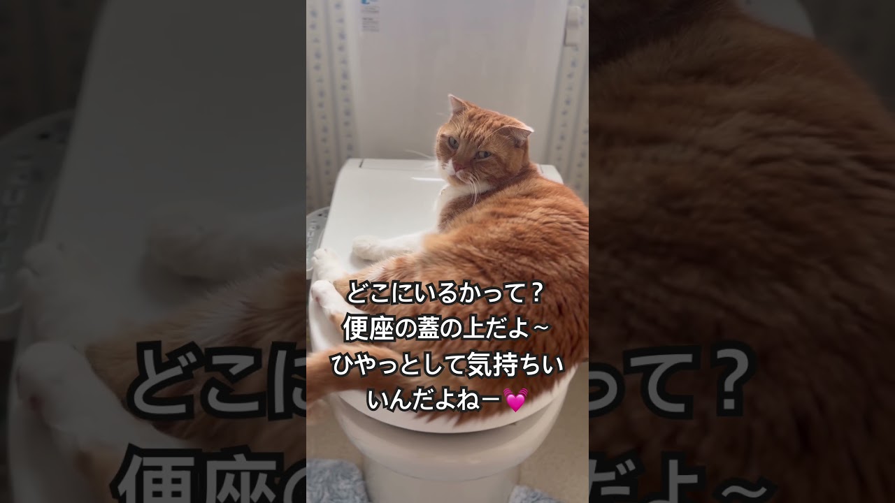 #cute #猫のいる暮らし #猫のいる生活 #スコティッシュフォールド