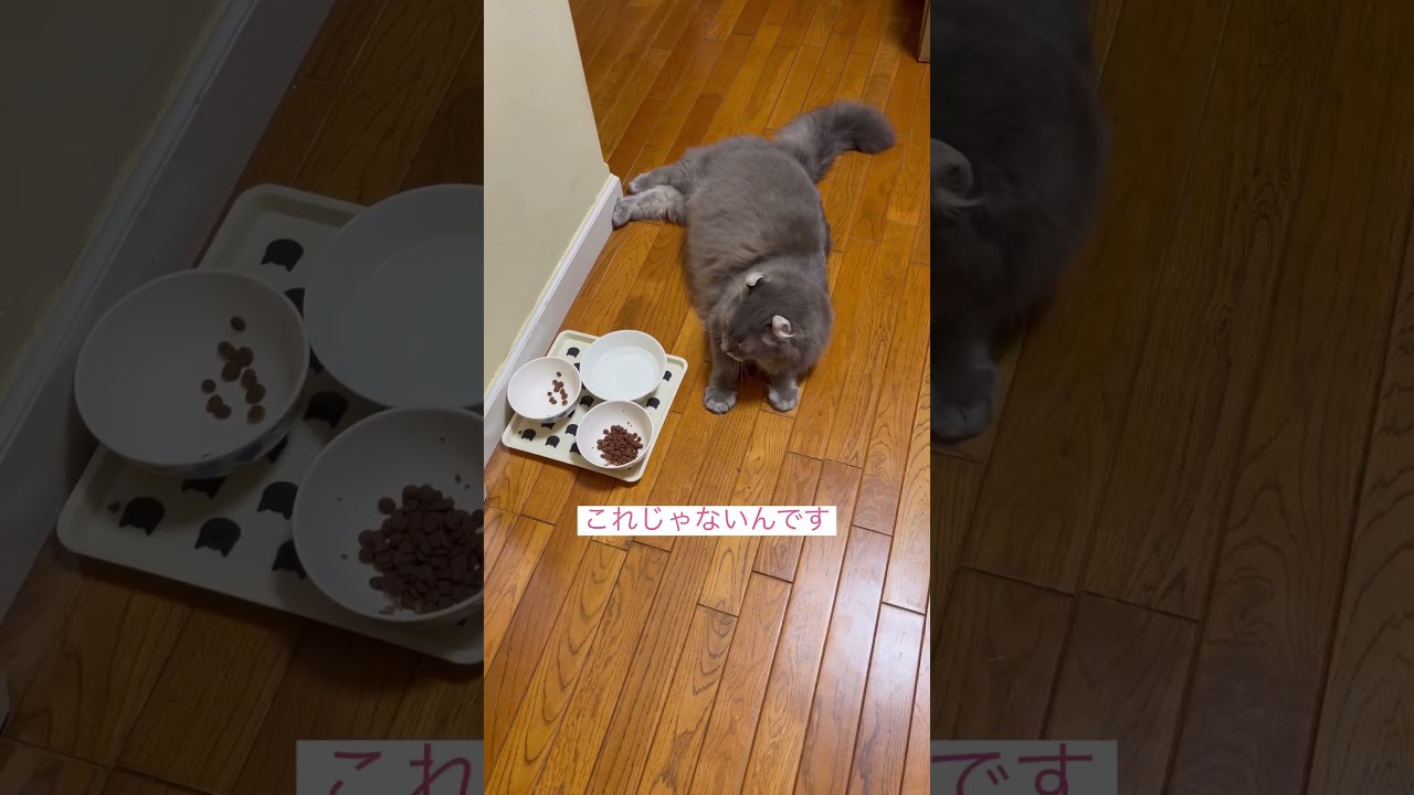 お願い #ねこ動画 #アメリカンカール  #猫動画 #猫のいる暮らし #猫動画