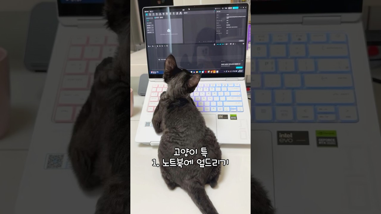 집사 공감, 고양이 특 #cat #shorts #데본렉스