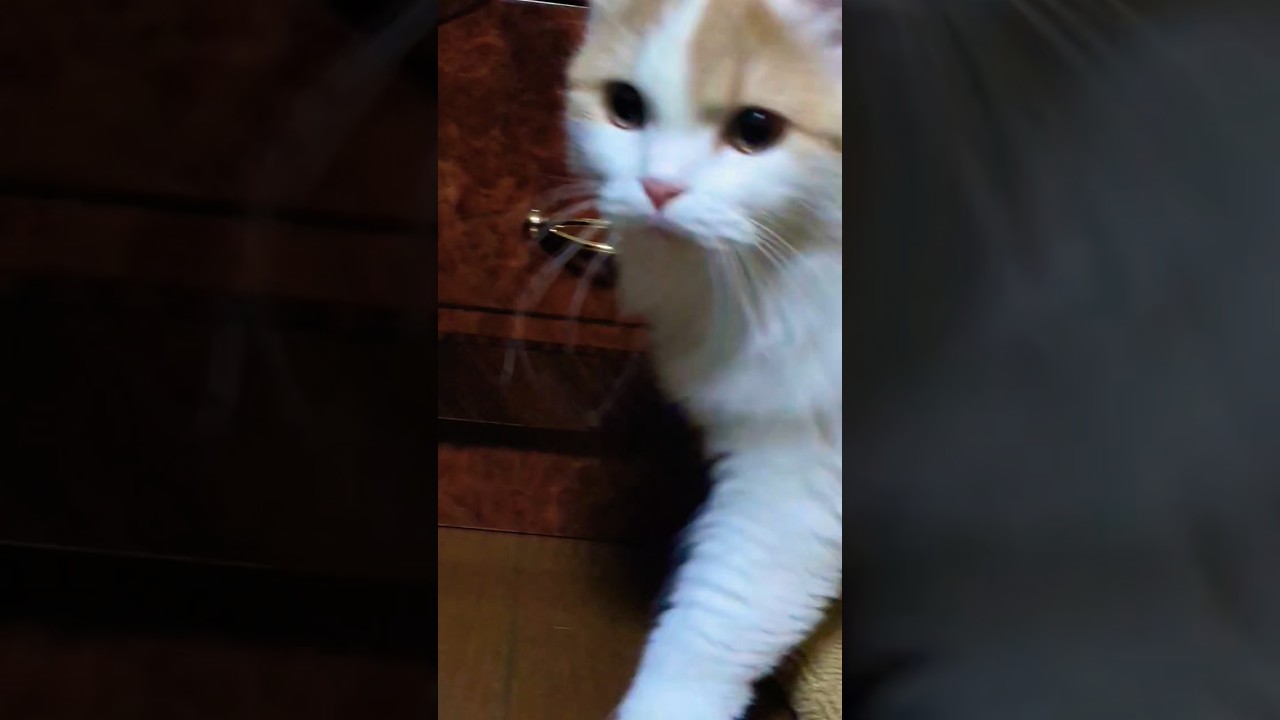 少々お時間を。。#猫 #スコティッシュフォールド #子猫 #shorts