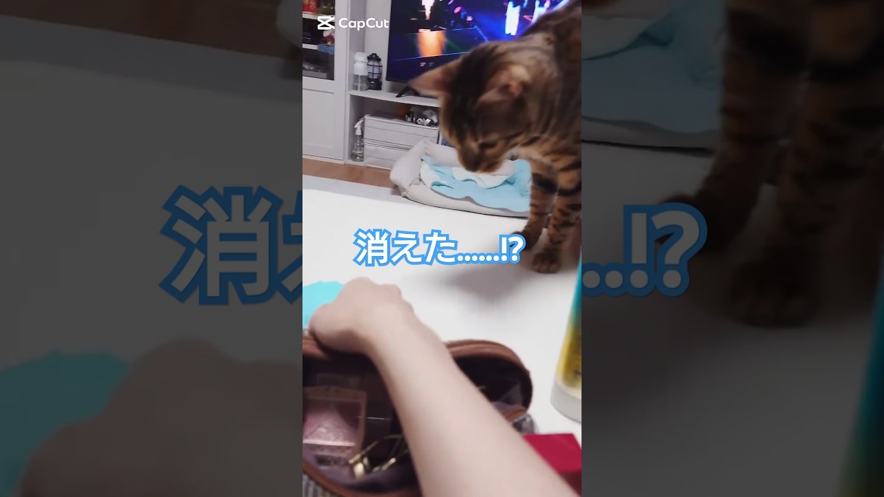 消えた……!? #猫 #猫動画 #猫のいる暮らし #ベンガル #cat #fyp #shorts #short