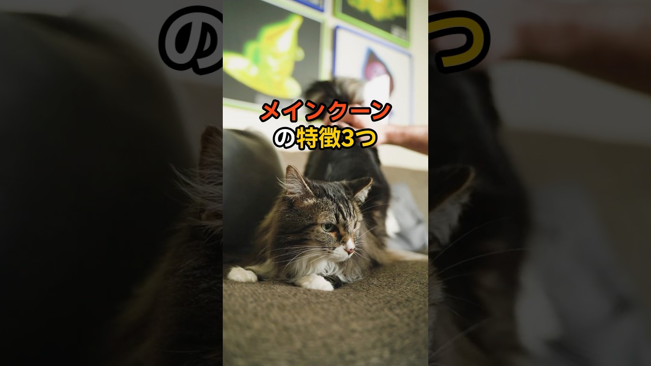 猫【種類別特徴】メインクーンの特徴3つ🐈ふわふわ長毛BIGな子🥺可愛いですよね🥺🩷#猫 #メインクーン #猫のいる暮らし #ねこのいる生活