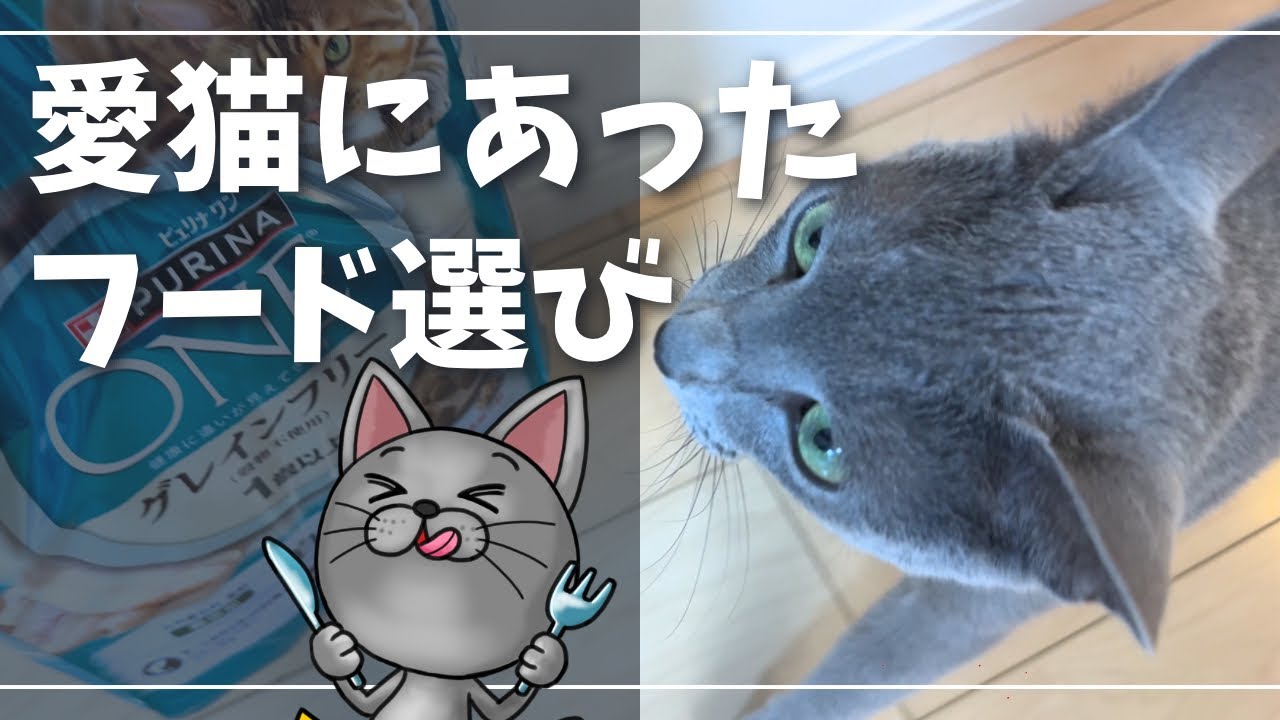 何でも食べてくれるのでどのフードが好みかわかりませんｗ【ロシアンブルー】
