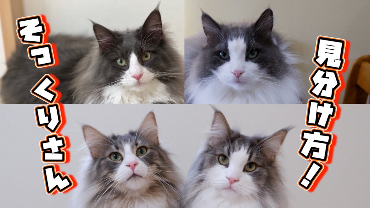 【解説‼︎】そっくりもふ猫たちの見分け方❤️ターキッシュアンゴラとノルウェージャンフォレストキャット