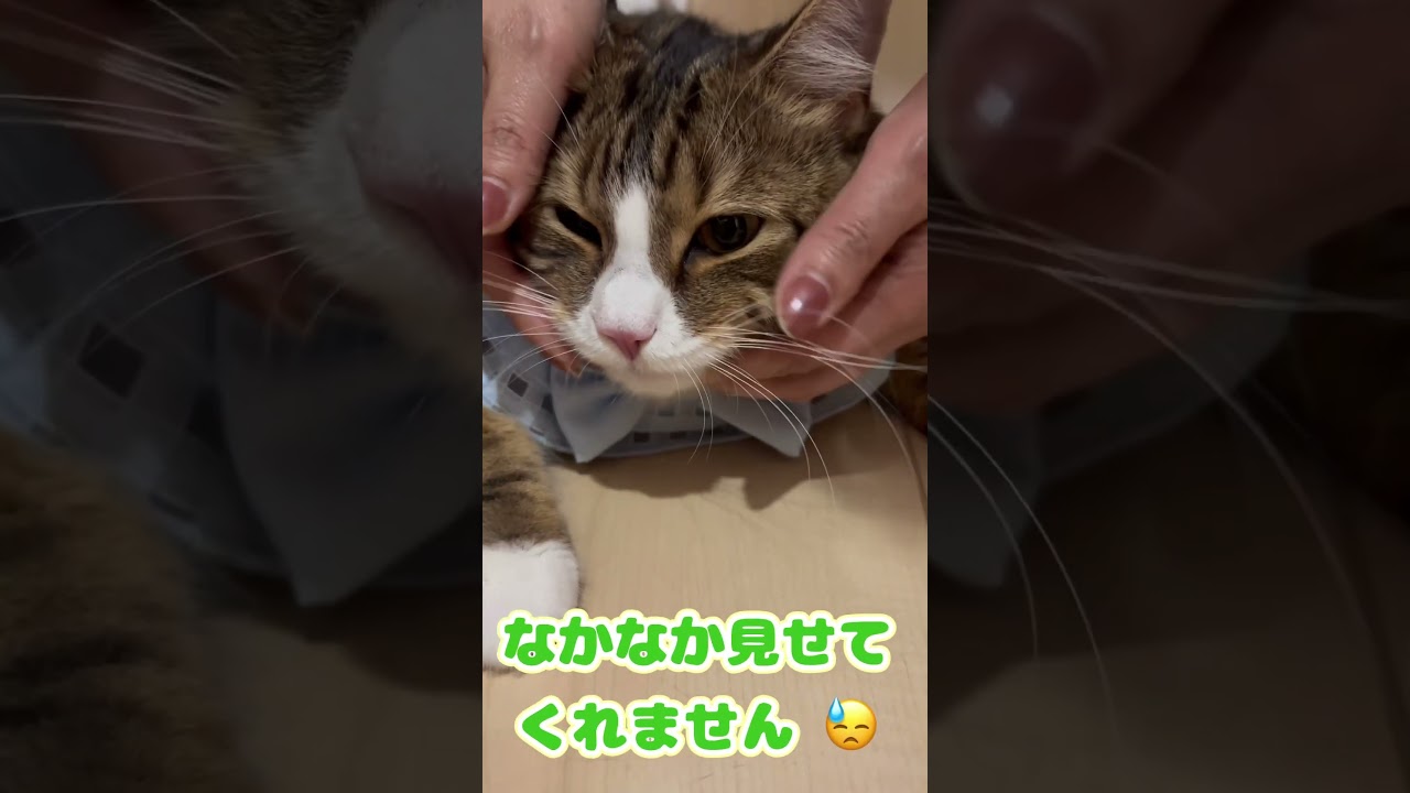 ミニ🦷歯科検診な猫さん🐱#マンチカン#cat #猫 #ねこ #かわいい #shorts
