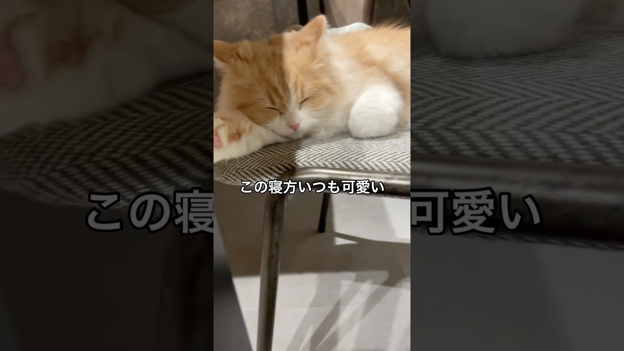 足の先まで可愛い眠り方♡ #catshorts #子猫 #スコティッシュフォールド