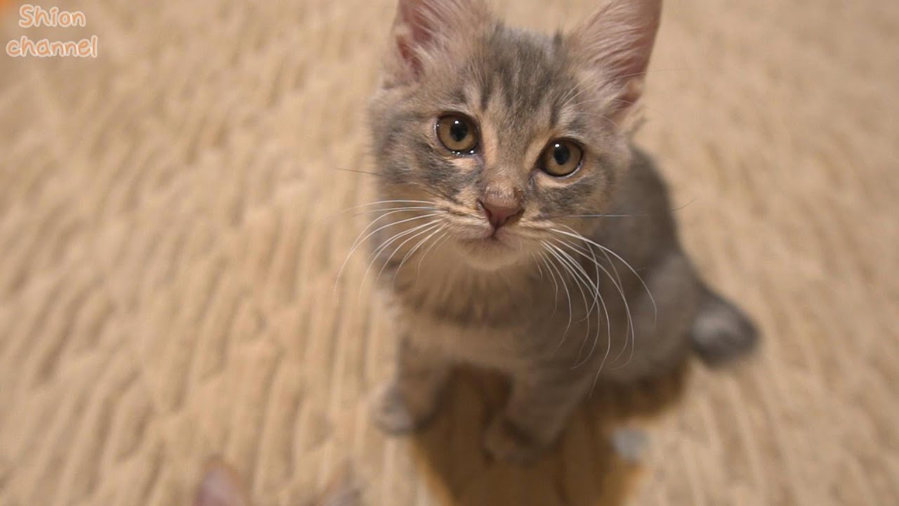 ミルクしか勝たん!?なかなか離乳できない子猫に変化がありました