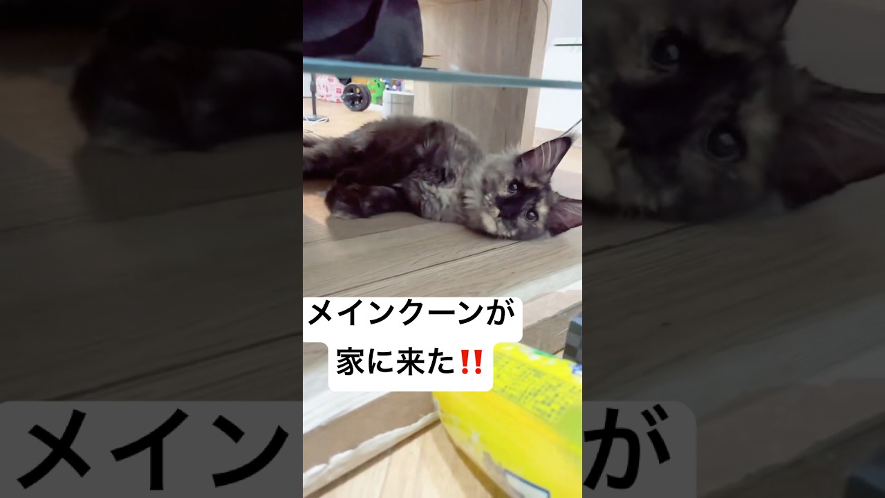 メインクーンが家に来ました！