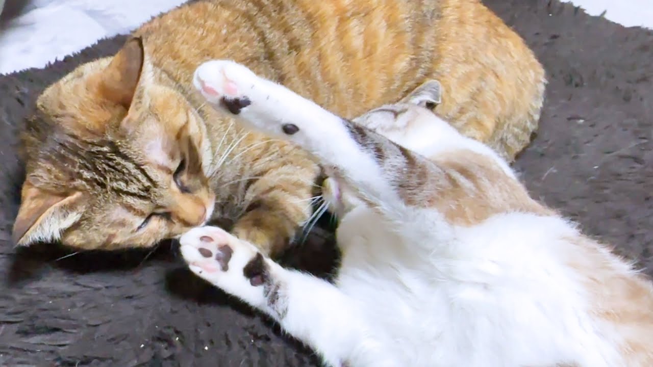 癒しオーラ全開の猫の周りは猫たちが集まりイタズラをされても動じません(笑)