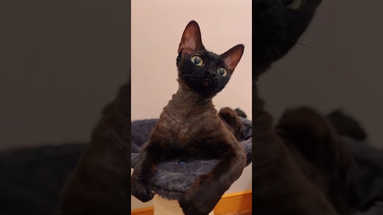 yoko #devonrex #cat #catlover #gato #cats #gatos #devonrexcat #blackcat #yokokat